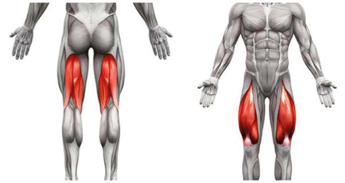 Sistema muscolare umano durante il riposo sistema muscolare umano
